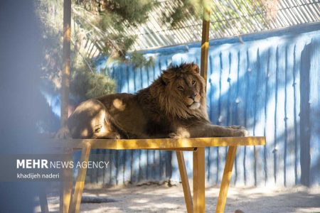 ۸۵۰۰ گردشگر از پارک حیات وحش صفه اصفهان بازدید کردند - خبرگزاری مهر | اخبار ایران و جهان