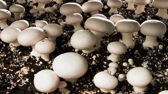 پرورش قارچ گانودرما در منزل