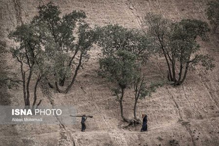 اجرای جنگلداری اجتماعی برای جنگل‌های زاگرس