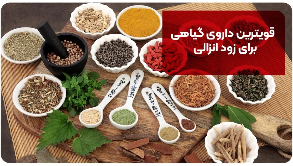 قویترین داروی گیاهی برای زود انزالی