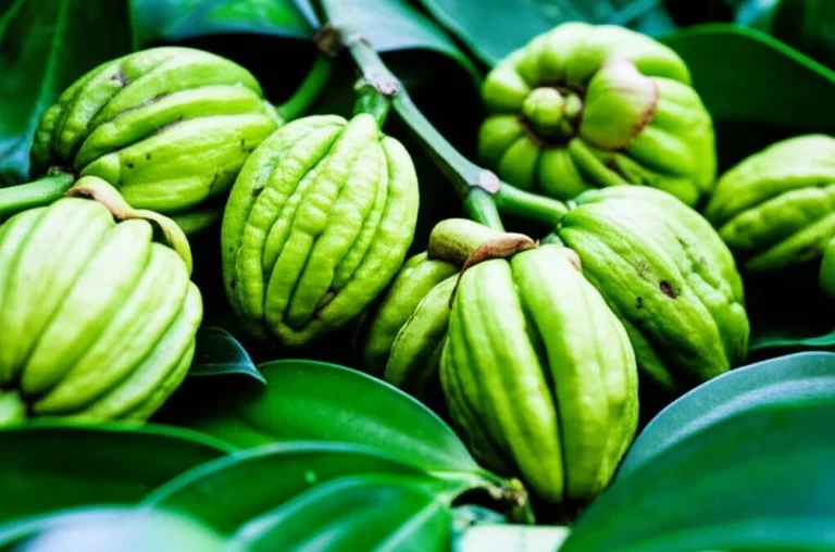 عصاره گارسینیا کامبوجیا | لاغری تضمینی و کاهش وزن سریع