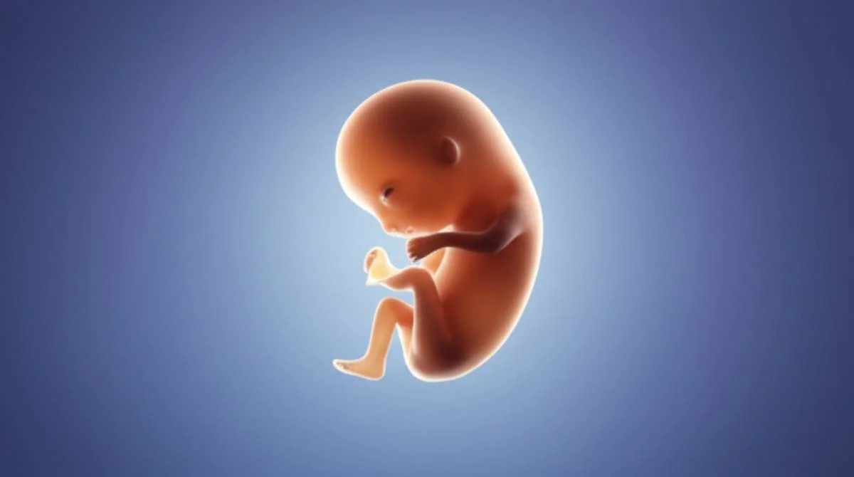 جنین ۸ هفته پسر: علائم، تغییرات و نکات مهم (راهنمای کامل)